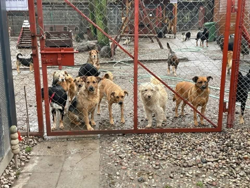 Gmina Pasłęk podpisała umowę na opiekę nad bezdomnymi zwierzętami w 2026 roku