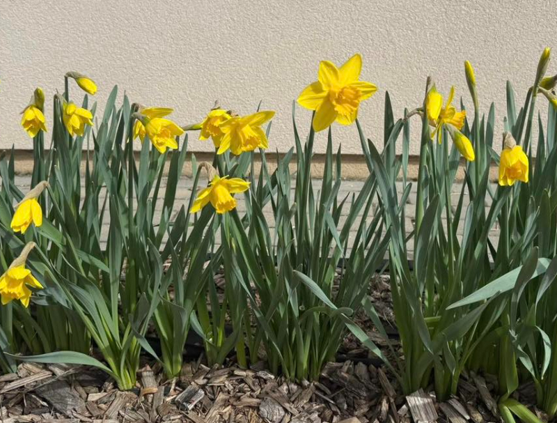 Żonkile nadziei znów zakwitną w Elblągu. Już za tydzień wielka kwesta na rzecz hospicjum