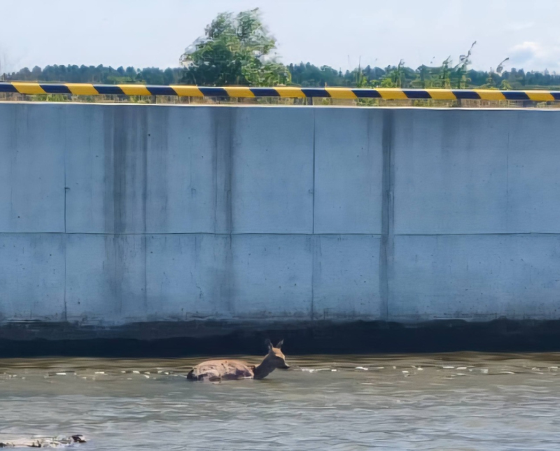 Sarna wpadła do rzeki w Nowakowie. Pomogli strażacy