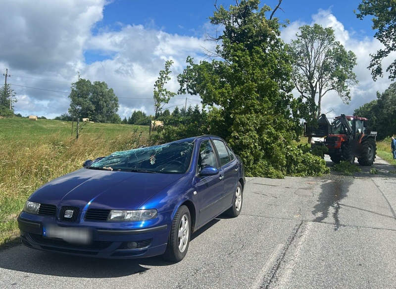 O krok od tragedii pod Elblągiem. Silny wiatr powalił drzewo wprost na dach jadącego seata