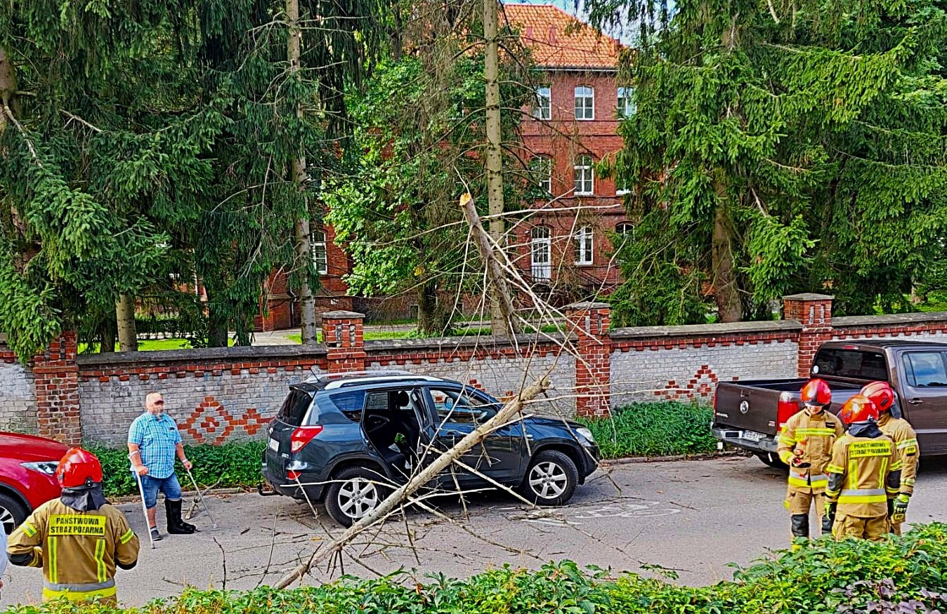 Cyniczna indolencja elbląskich urzędników wobec wiszącej nad mieszkańcami katastrofy. Kiedy wycinka drzew na ul. Prusa?